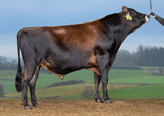 VJ Hint (VJ Harder).jpg