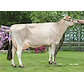 VJ Hirts dam no 34249-2709 (VJ Light) from Ole Andersen_Bindslev.jpg
