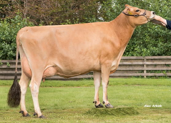 VJ Hitman datter fra Alstrup I/S, Brønderslev