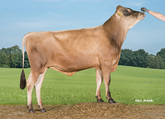 VJ Hjorri (VJ Hjort) 304271.jpg