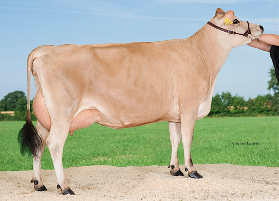 VJ Hjort-datter fra Adelgaard Jersey, Skjern