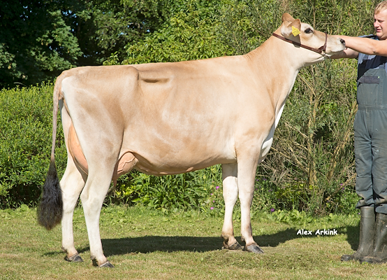 VJ Hoj-datter fra Henning Jensen, Give