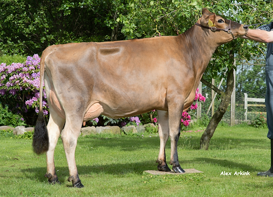 VJ Janko-datter fra Ole Andersen, Bindslev