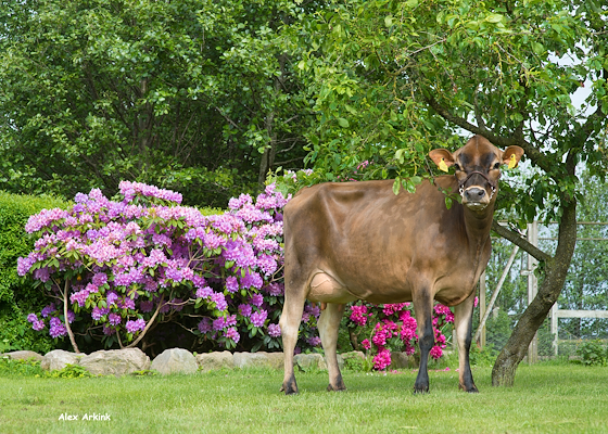 VJ Janko-datter fra Ole Andersen, Bindslev