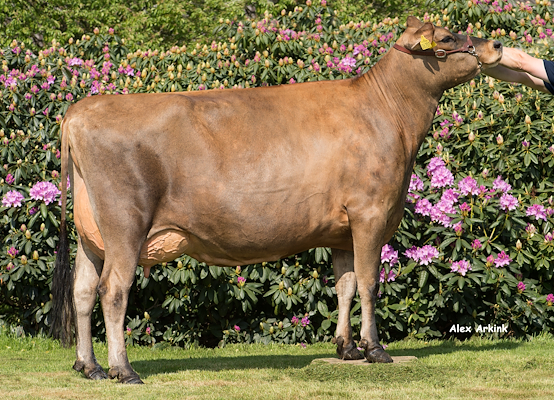 VJ Janko-datter fra Alstrup I/S, Brønderslev
