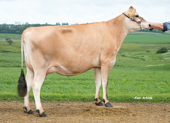 VJ Janko-datter fra Tonny Larsen, Sindal