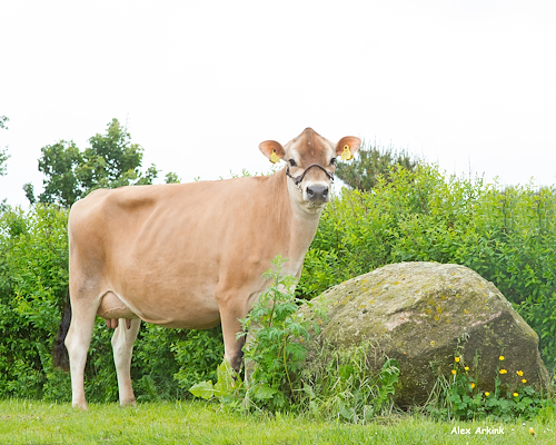 VJ Janko-datter fra Tonny Larsen, Sindal