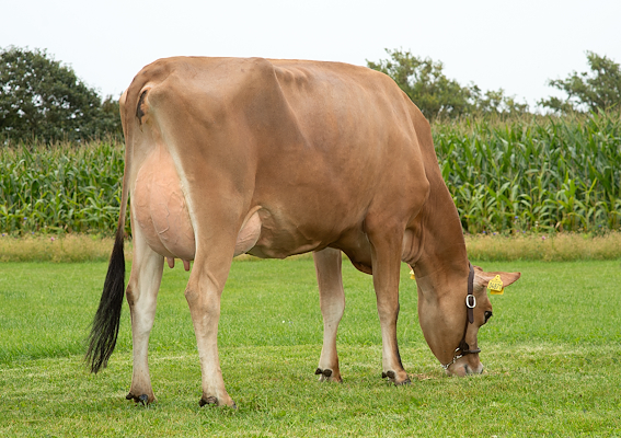 VJ Jojo datter fra Adelgaard Jersey, Skjern