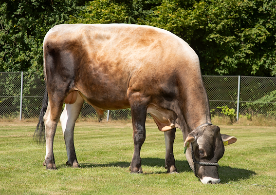 VJ Jowey (VJ Jumbo).jpg