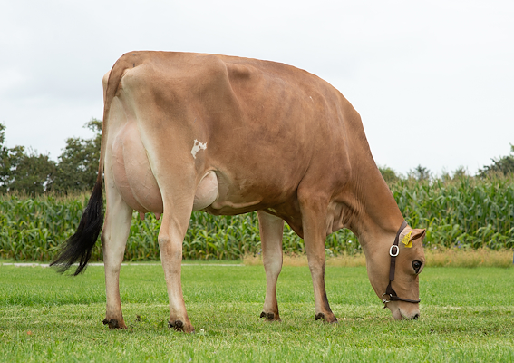 VJ Kasino datter fra Adelgaard Jersey, Skjern