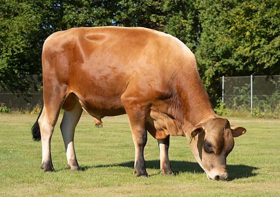 VJ Killian (VJ Kahoot).jpg