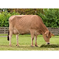 VJ Lari daughter no 35582-6580 from Alstrup IS_Brønderslev - grazing.jpg