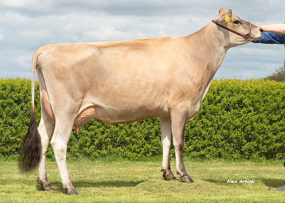 VJ Lesten-datter fra Sønderfenner, Ribe