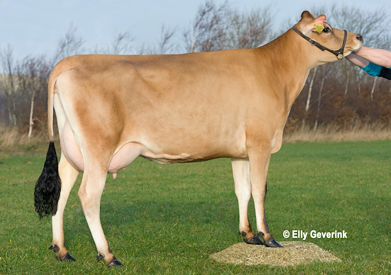 VJ Link datter fra Hallum Driftsfællesskab I/S, Esbjerg