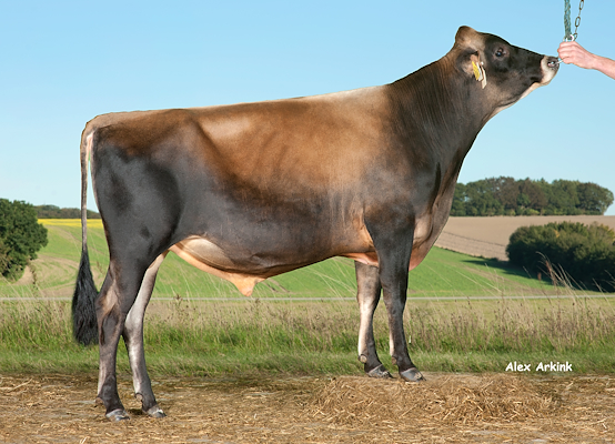 VJ Linu (VJ Link) 304068.jpg