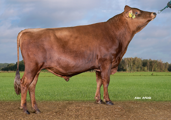 VJ Lynx (VJ Luxury).jpg