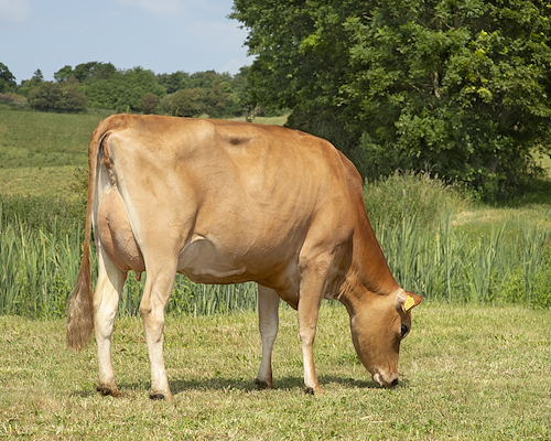 VJ Nibiru datter fra Jørn Mikkelsen, Søften