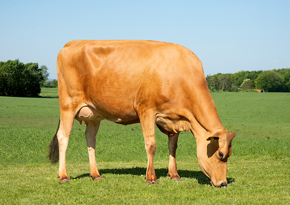 VJ Nibiru datter fra Tastum Jersey v/Familien Søgaard, Stoholm