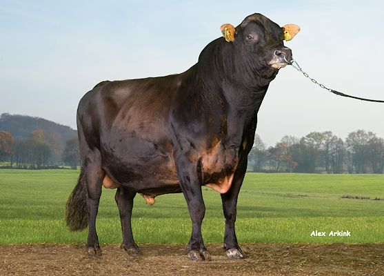 VJ Perez (VJ Pick).jpg