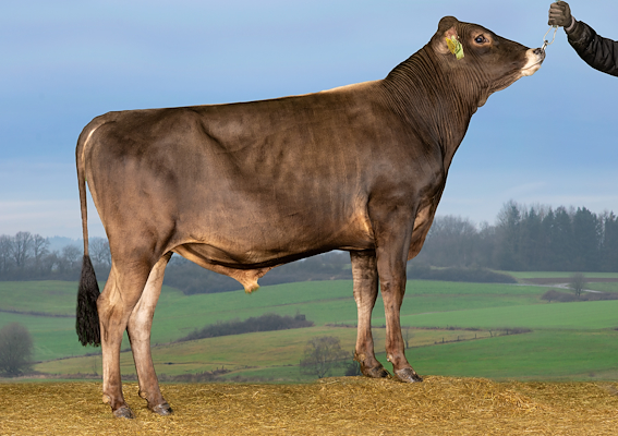 VJ Rojo PP (VJ Rost P).jpg