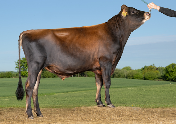 VJ Safari P (VJ Swift P).jpg