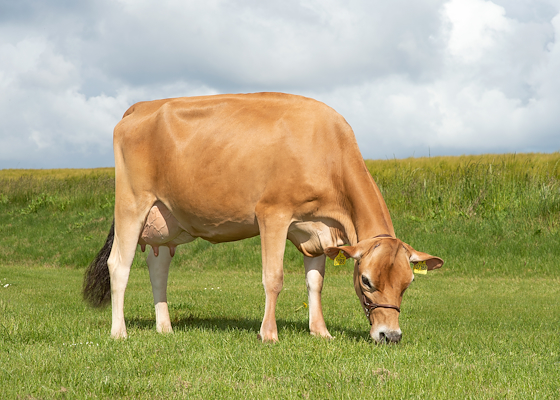 Mor til VJ Harder fra Juulsgaard v. Niels Ulrik Andersen, Ronæs