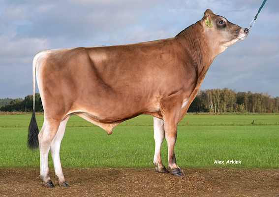 VJ Sedum (VJ Splash).jpg