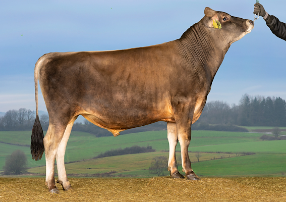 VJ Shire P (VJ Swift P).jpg