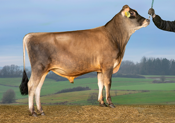 VJ Siam P (VJ Sis P).jpg