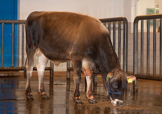 VJ Sir P (VJ Sultan).jpg