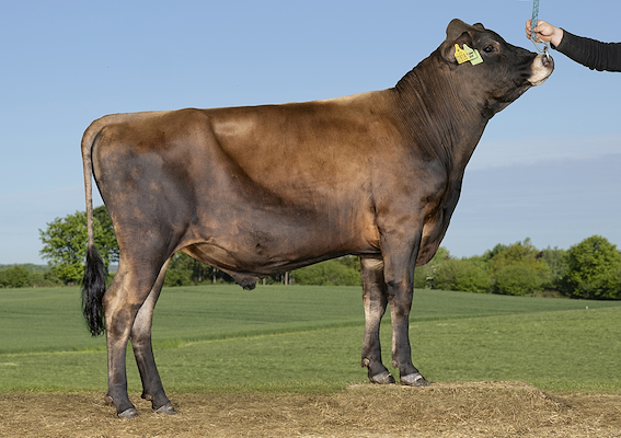 VJ Spinner (VJ Saphe).jpg