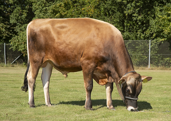 VJ Spoon (VJ Swift P).jpg