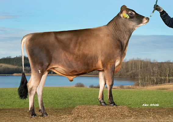 VJ Stena P (VJ Sis P).jpg