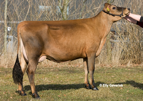 VJ Tester-datter fra Ole Andersen, Bindslev