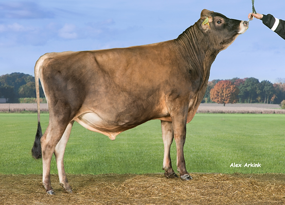 VJ Torje (VJ Torro) 304299.jpg