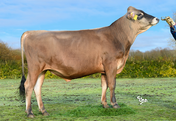 VJ Ualpes (VJ Jabra).jpg