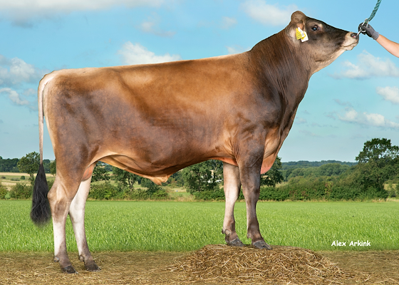 VJ Vordin P (Valergo PP).jpg