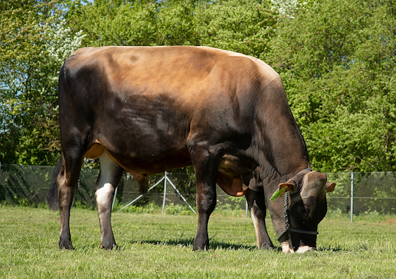 VJ Wieben (VJ Nirak).jpg