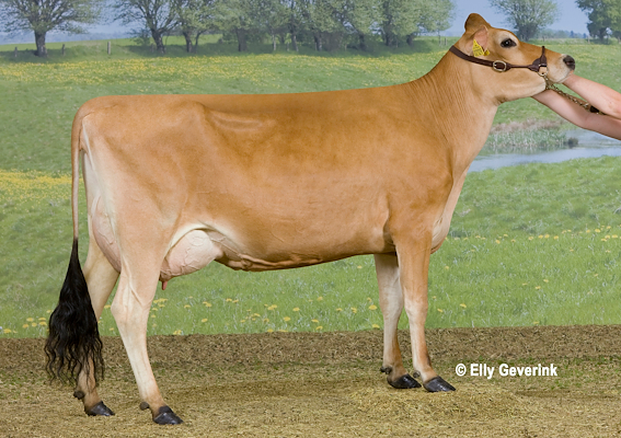 VJ Zummit-datter (1. lakt.) fra Davidsen Landbrug