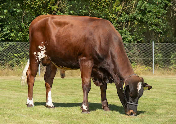 VR Athos (VR Ariam).jpg