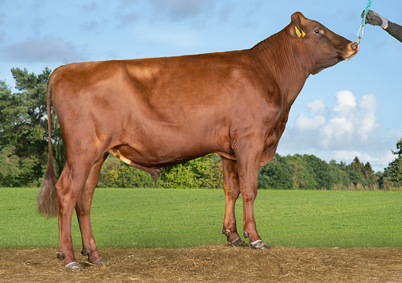 VR Bastard (VR Bertil).jpg