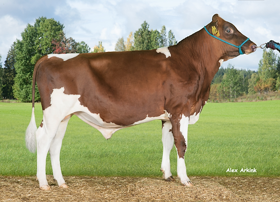 VR Biisi (VR Borus).jpg