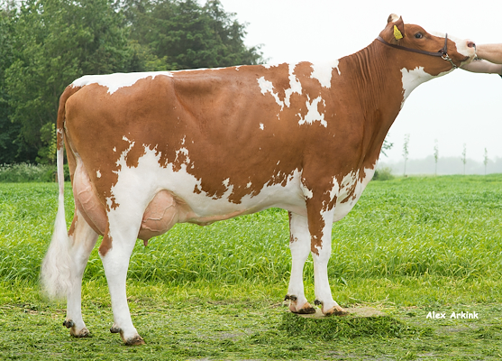 VR Borat-datter fra Flemming Pedersen, Fjerritlev