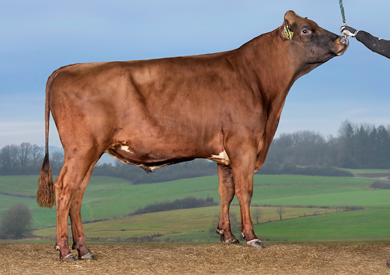 VR Bronz (VR Biko).jpg