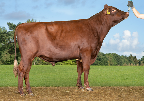 VR Bruce (VR Buuf P).jpg