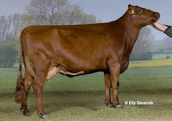 VR Cigar-datter fra Jette og Orla Svinth, Vinderup