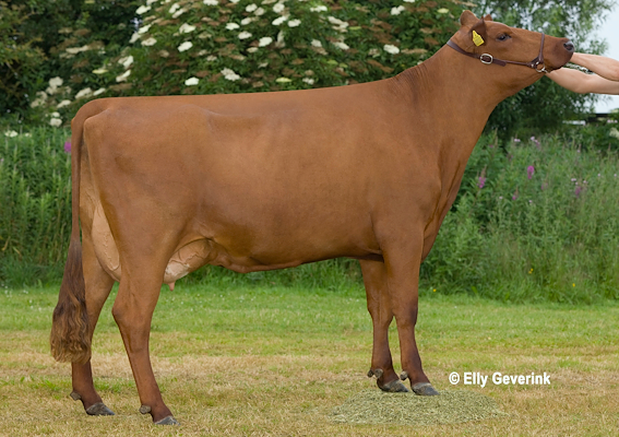 VR Cigar-datter fra Lars Bebe, Ringe