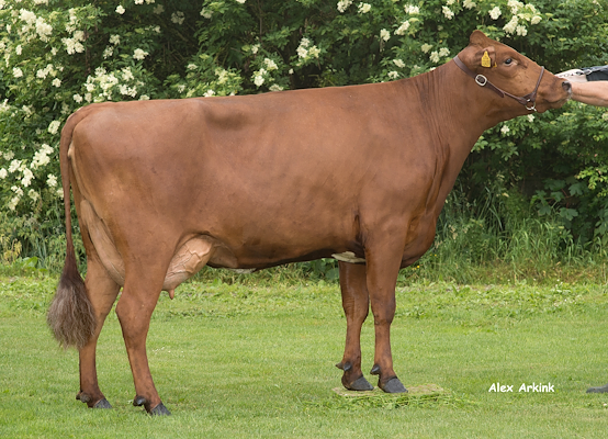 VR Cigar-datter fra Henning Kjærskov, Dybvad