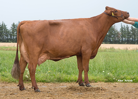 VR Cigar-datter fra Flemming Pedersen, Fjerritslev