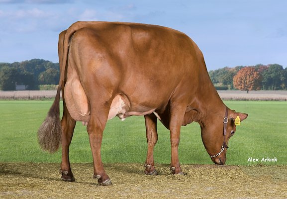 VR Cigar-datter fra Jakob Gade, Skals